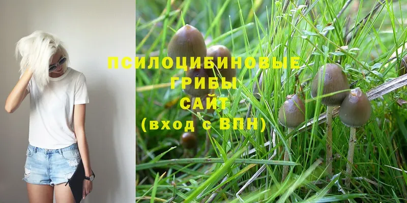 Псилоцибиновые грибы Psilocybe  наркота  Калач-на-Дону 